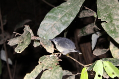 Hypocnemoides maculicauda