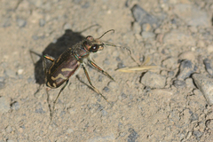 Cicindela tranquebarica