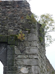 Platycladus orientalis