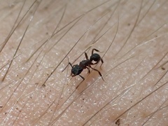 Cyphomyrmex rimosus