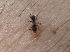 Cyphomyrmex rimosus