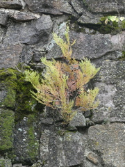 Platycladus orientalis