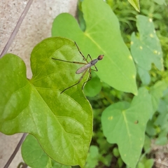 Micropeza corrigiolata