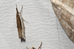 Raphiptera argillaceellus