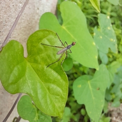 Micropeza corrigiolata