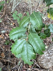 Ilex opaca