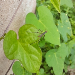 Micropeza corrigiolata