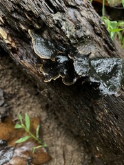 Hymenochaete rubiginosa