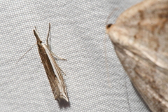 Raphiptera argillaceellus