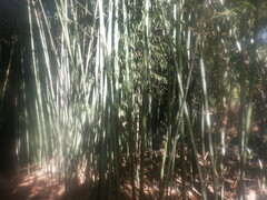 Phyllostachys nigra