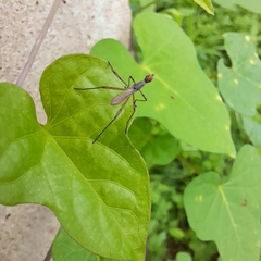 Micropeza corrigiolata