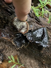 Hymenochaete rubiginosa