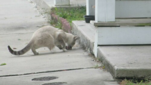トウブモグラ