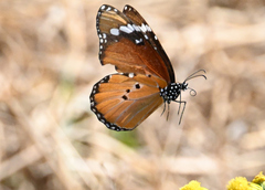 Danaus chrysippus orientis