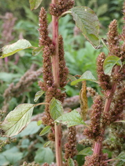 Amaranthus hybridus