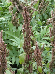 Amaranthus hybridus