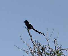 Lanius melanoleucus