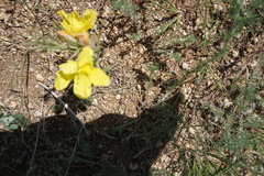 Cymbaria daurica