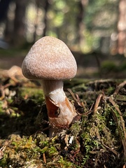 Cortinarius caperatus