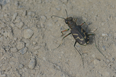 Cicindela tranquebarica