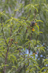 Saltator grandis
