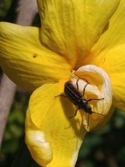 Astylus quadrilineatus