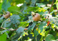 Crataegus germanica