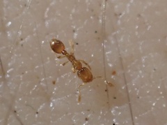 Solenopsis molesta