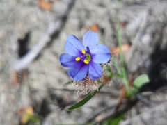 Aristea africana
