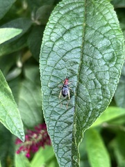 Phyllopalpus pulchellus