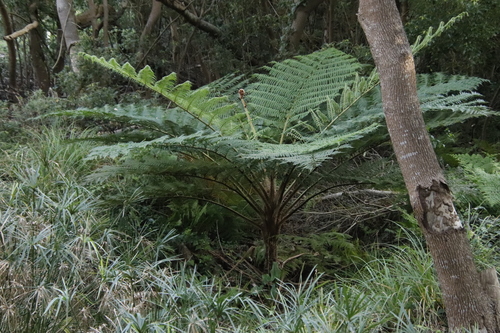Sphaeropteris cooperi