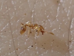 Solenopsis molesta