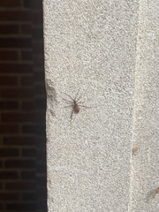 Leptoglossus occidentalis