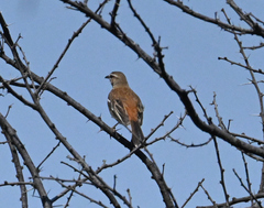 Cercotrichas leucophrys