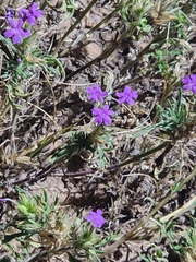 Glandularia latilobata