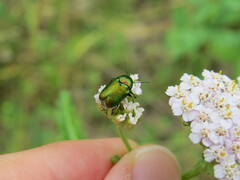Cryptocephalus