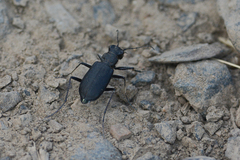 Cicindela longilabris