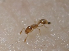 Solenopsis molesta