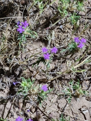 Glandularia latilobata