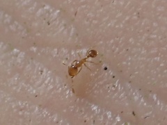 Solenopsis molesta