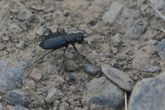 Cicindela longilabris