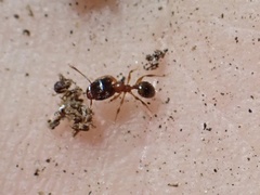 Pheidole navigans