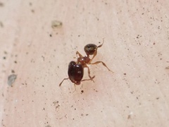 Pheidole navigans
