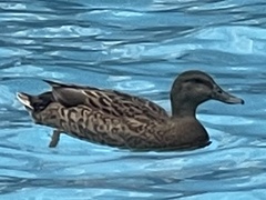 Anas platyrhynchos × wyvilliana