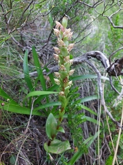 Satyrium lupulinum