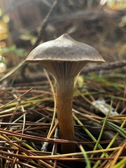 Chroogomphus vinicolor