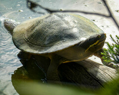 Emydura macquarii