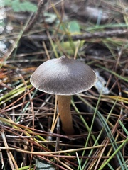 Chroogomphus vinicolor