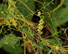 Cuscuta compacta