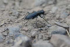 Cicindela longilabris